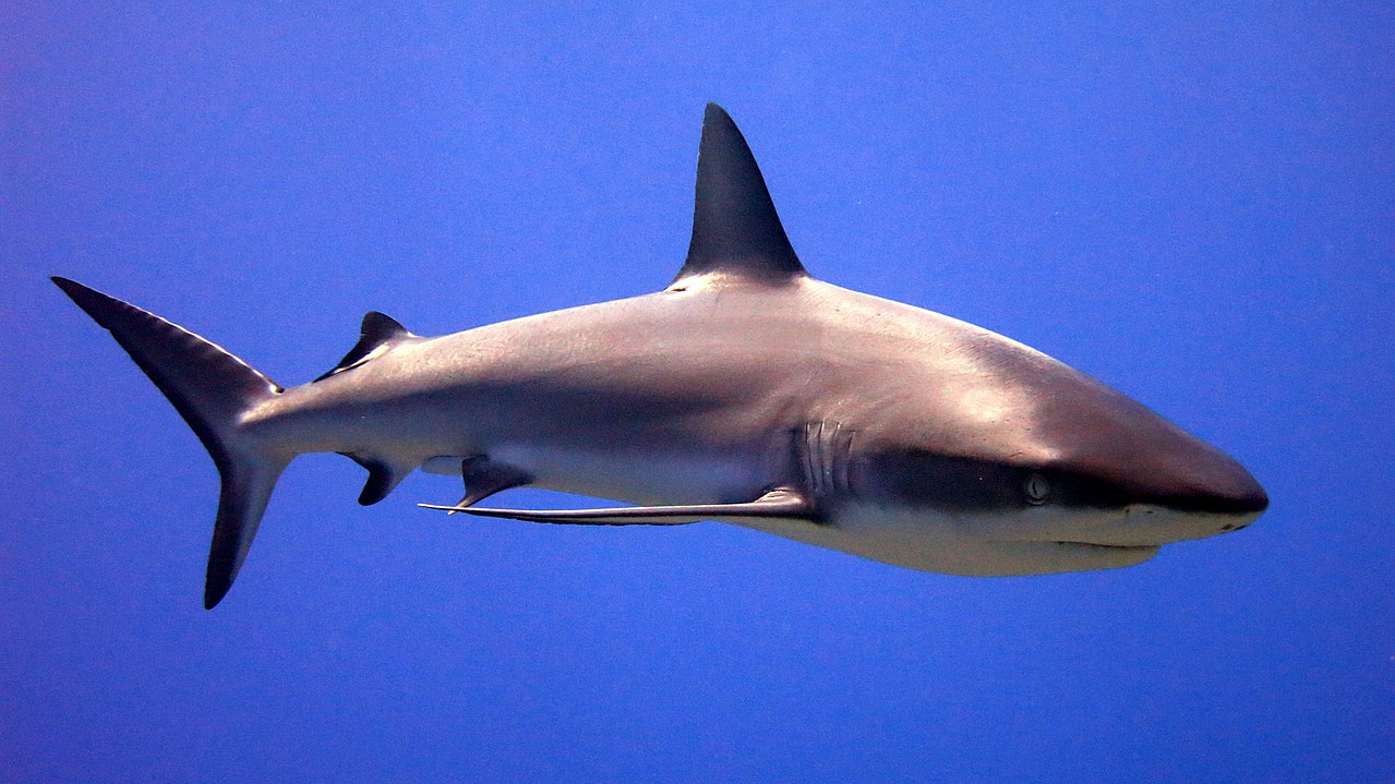 Shark swimming